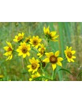 Bidens